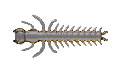 Insekty