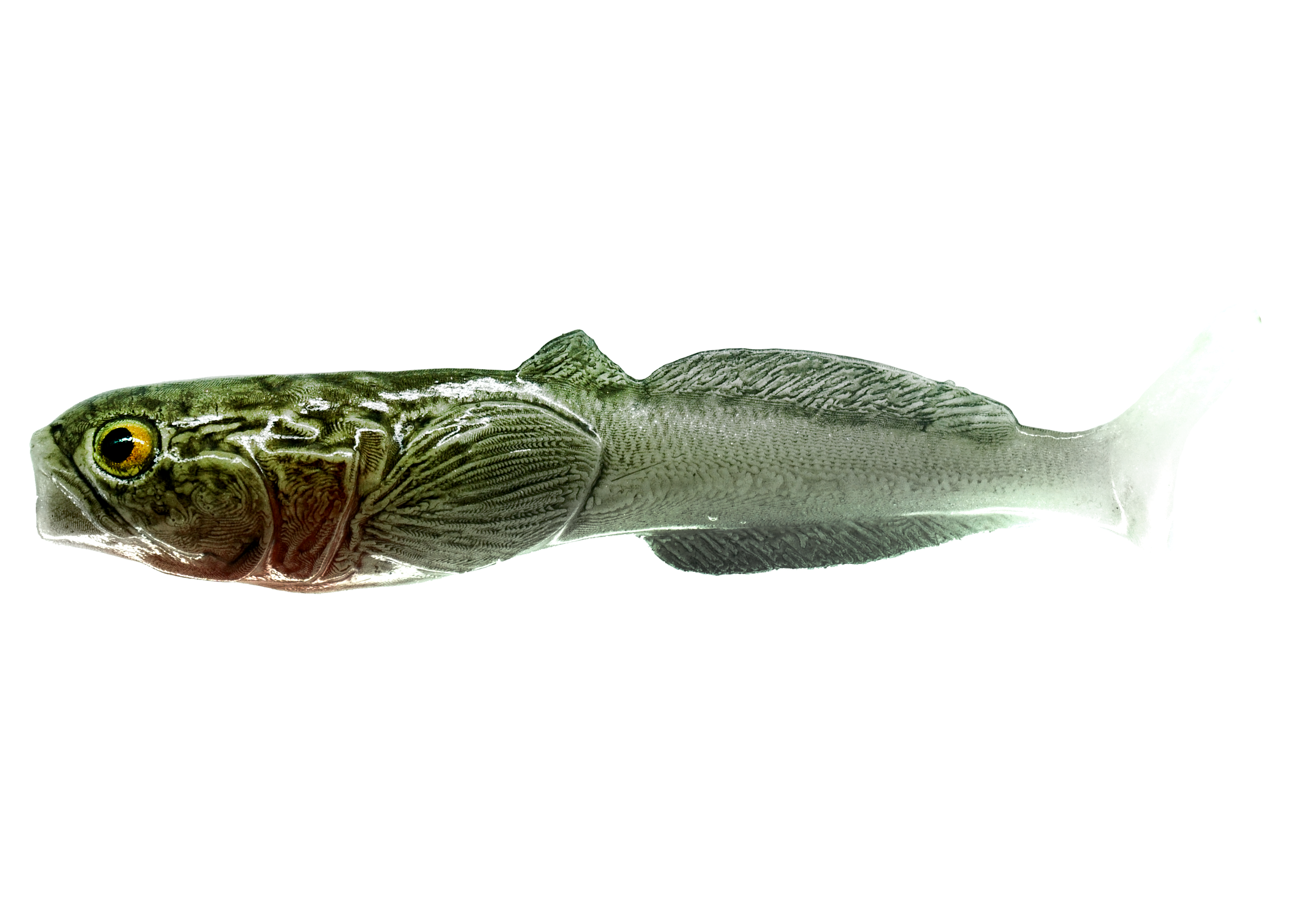 glowacz-natural.png