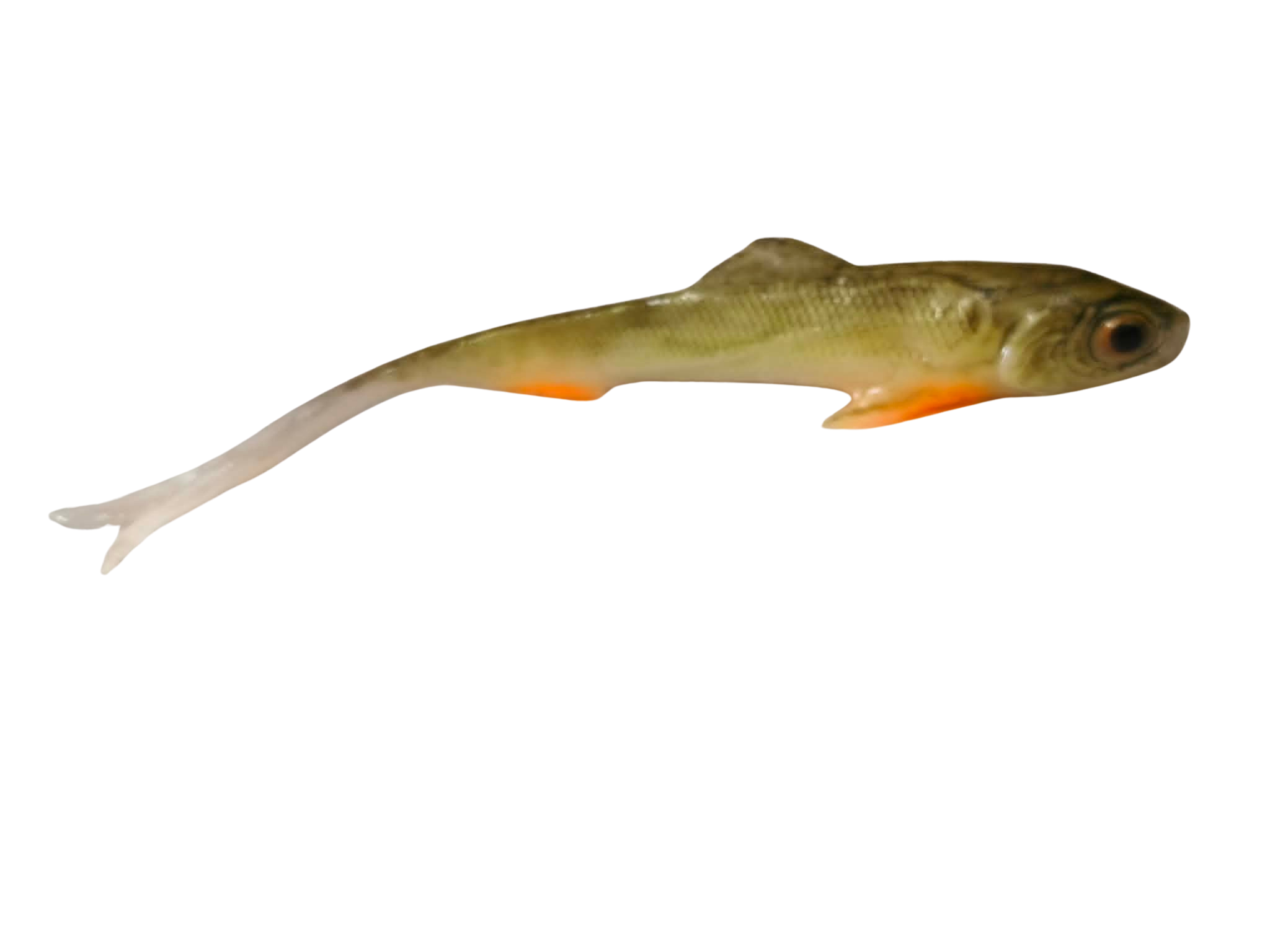 stynka.png