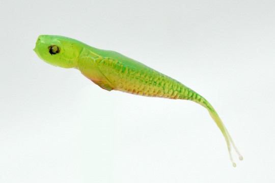 0gq-5374.jpg