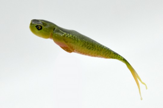 0gq-5376.jpg